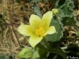 Image of taxon representative. Author is Илья Турбанов