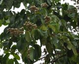 Lagerstroemia speciosa