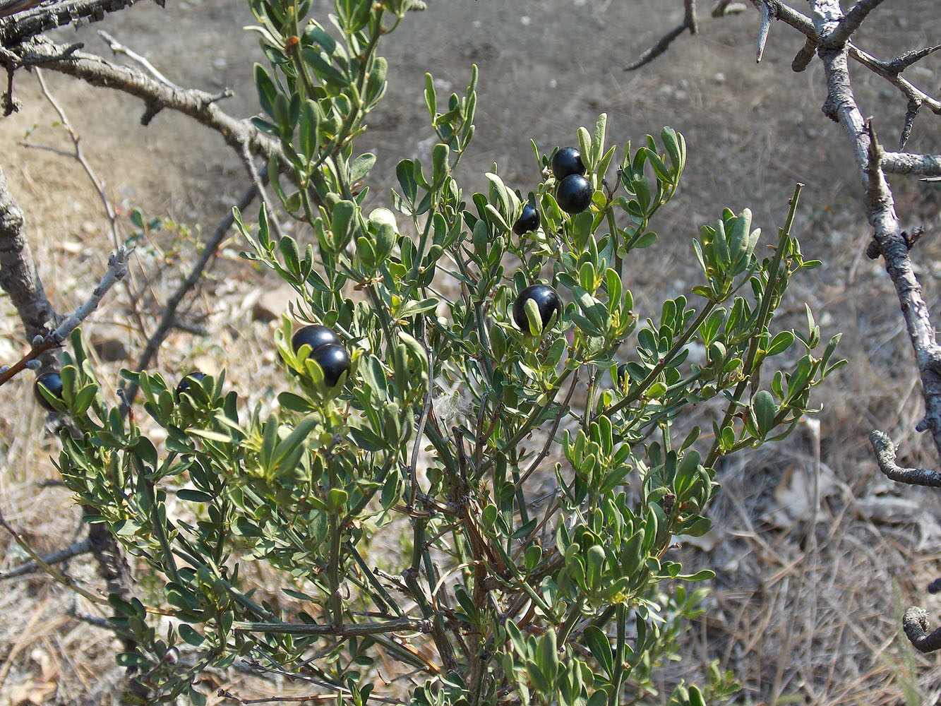 Image of Jasminum fruticans specimen.