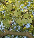 Platanus orientalis. Побеги на средней части скелетной ветви. Германия, г. Дюссельдорф, Ботанический сад университета. 04.09.2013.