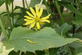 Silphium perfoliatum