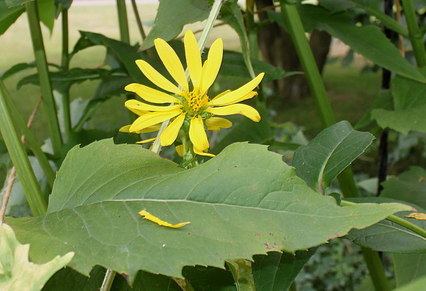Изображение особи Silphium perfoliatum.
