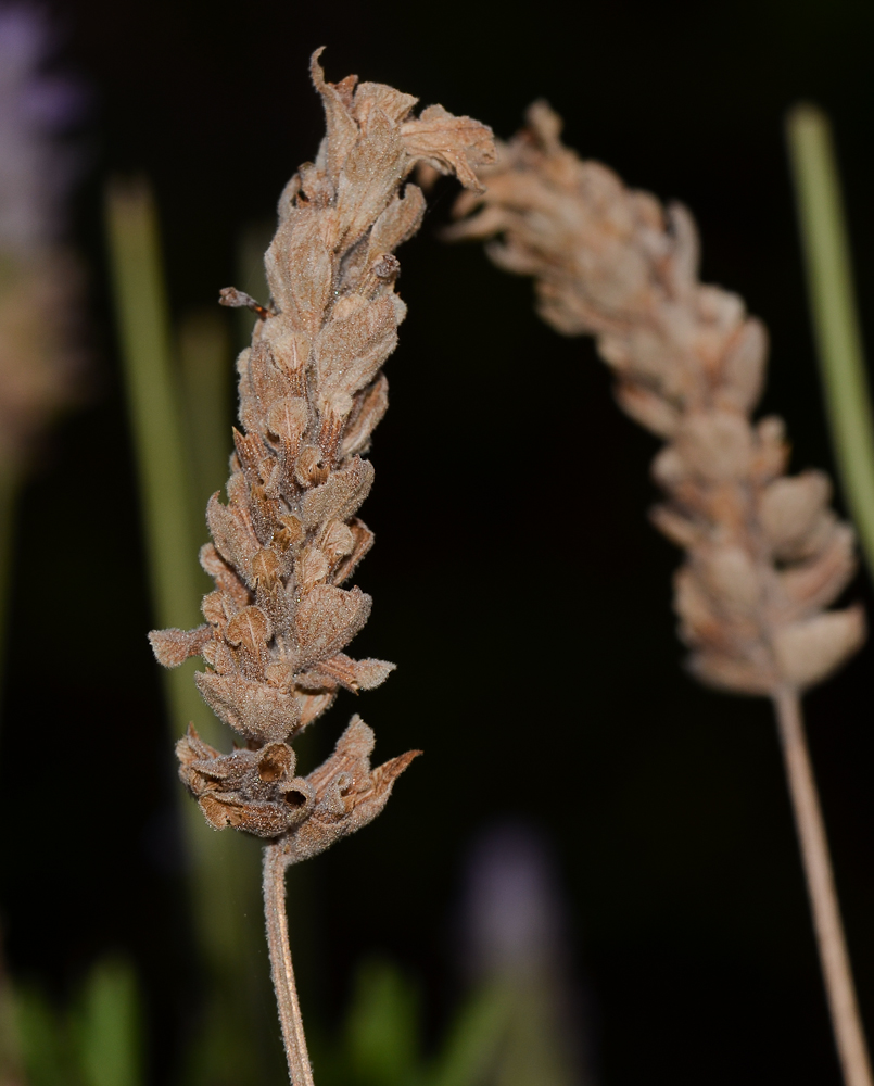 Image of Lavandula dentata specimen.