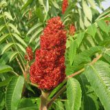 Rhus typhina