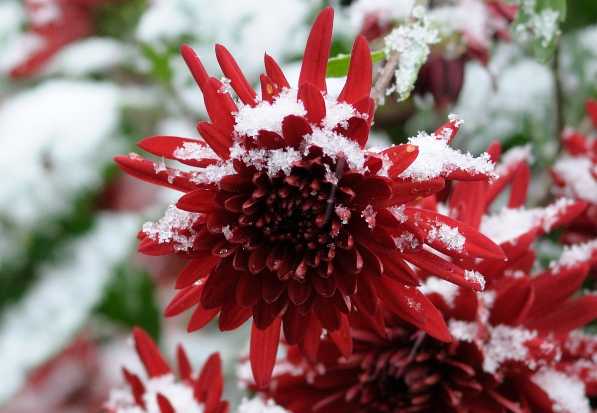 Изображение особи Chrysanthemum indicum.