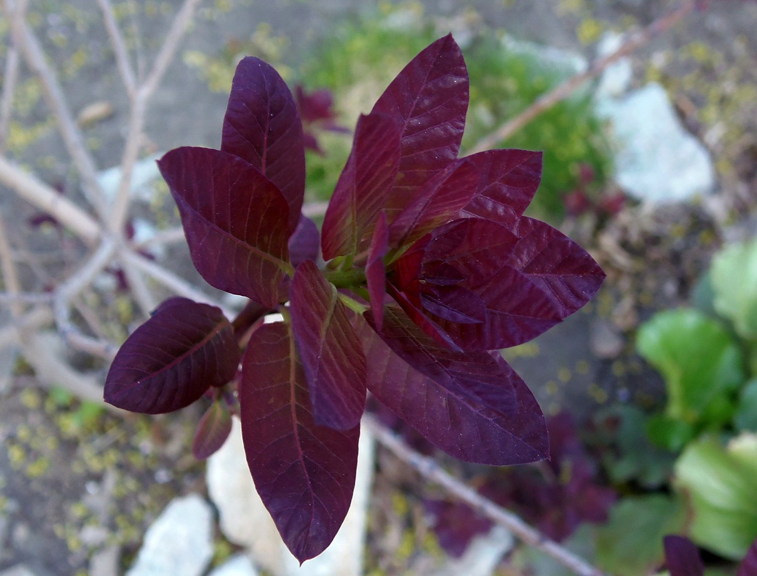 Image of Cotinus coggygria specimen.