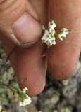 Draba nivalis