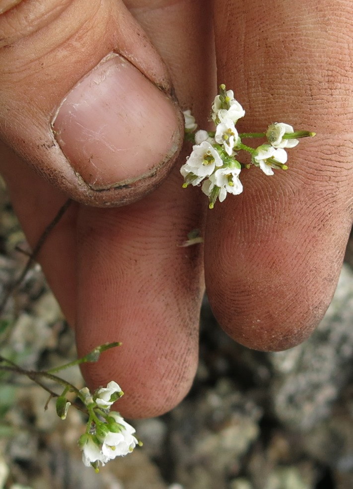 Изображение особи Draba nivalis.