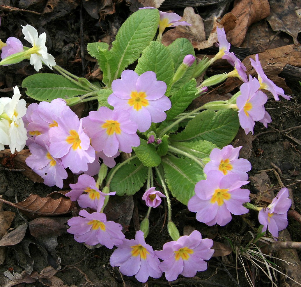 Первоцвет дома. Примула обыкновенная. (Primula vulgaris). Примула Carrigdale. Примула Матсумуры. Примула Флоринды.