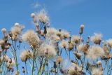 Cirsium setosum. Верхушки плодоносящих растений. Восточный Казахстан, Уланский р-н, окр. с. Украинка, луг. 16.08.2005.