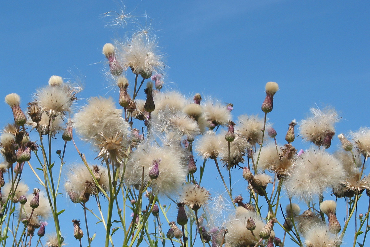 Изображение особи Cirsium setosum.