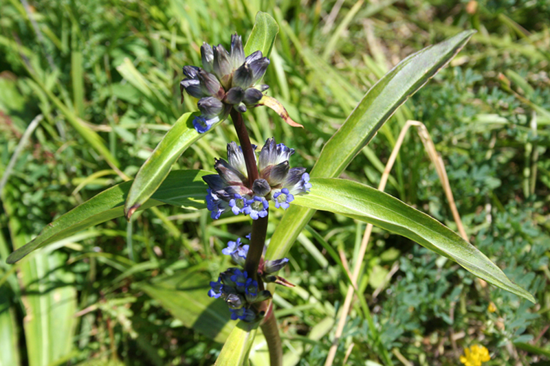 Image of Gentiana macrophylla specimen.