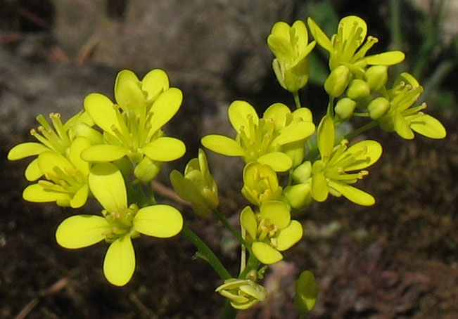 Image of Biscutella laevigata specimen.