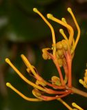 Grevillea robusta