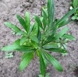 Cheiranthus cheiri