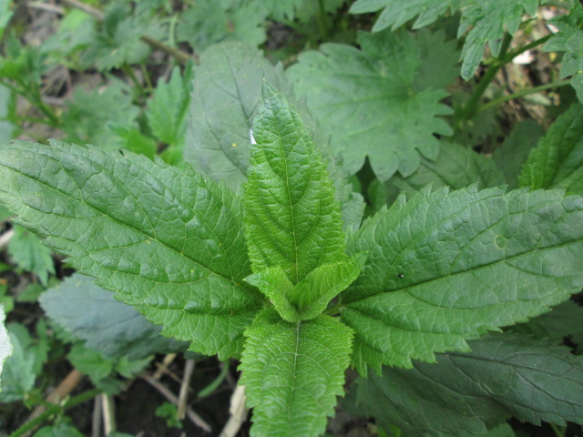 Image of Scrophularia nodosa specimen.
