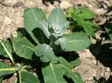 Verbascum gnaphalodes