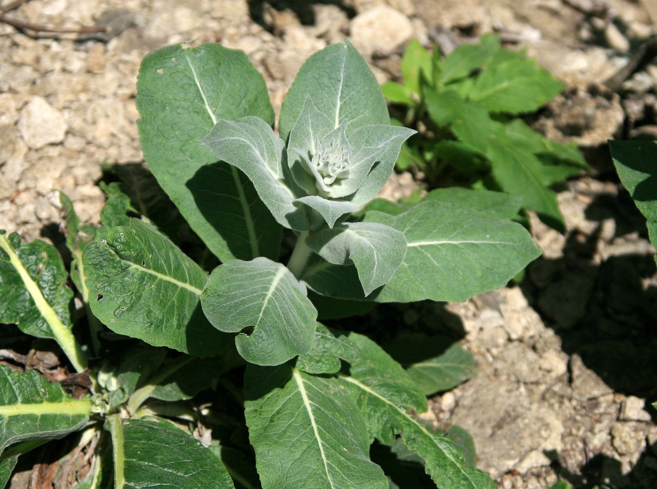 Изображение особи Verbascum gnaphalodes.