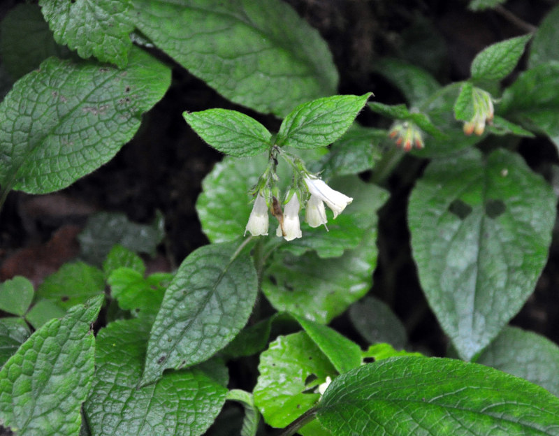 Image of Symphytum grandiflorum specimen.