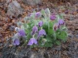 genus Pulsatilla
