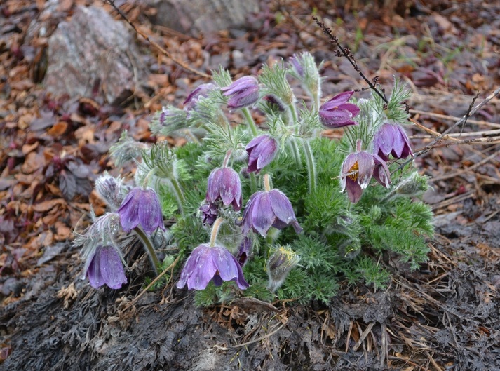 Изображение особи род Pulsatilla.