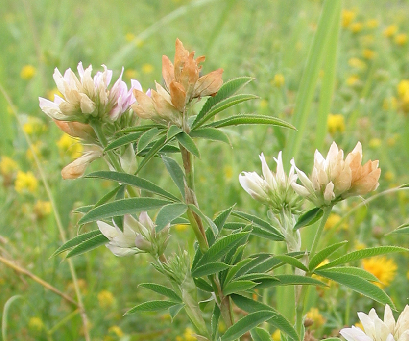 Image of Trifolium lupinaster var. albiflorum specimen.