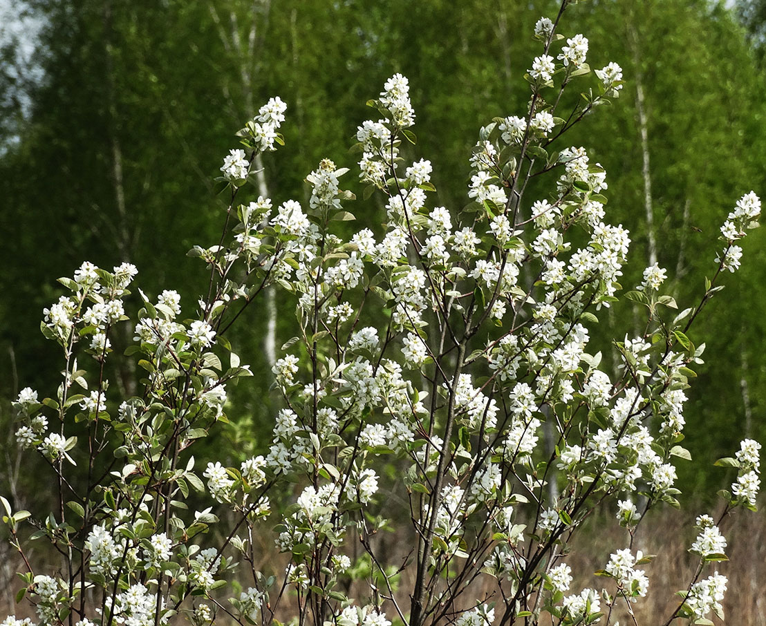 Image of Amelanchier ovalis specimen.