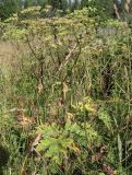 Heracleum sibiricum. Плодоносящее растение на сенокосном лугу. Архангельская обл., юг Пинежского р-на. Начало августа 2008 г.