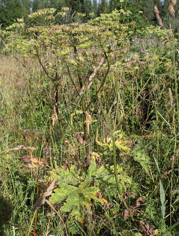 Изображение особи Heracleum sibiricum.