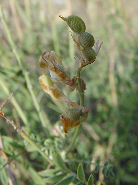 Image of Hedysarum tauricum specimen.