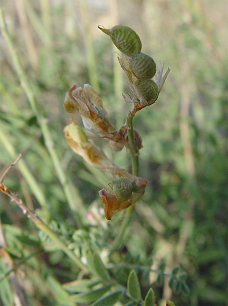 Изображение особи Hedysarum tauricum.