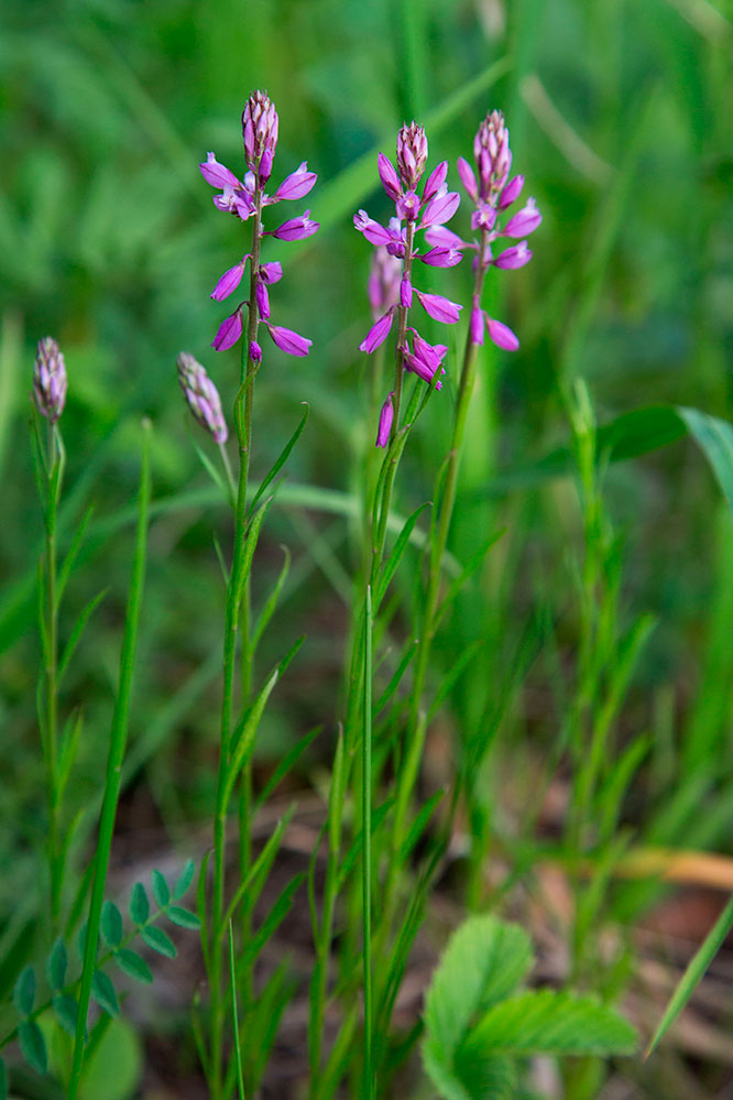 Изображение особи род Polygala.