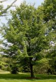 Acer saccharum. Взрослое растение. Германия, г. Дюссельдорф, Ботанический сад университета. 02.06.2014.