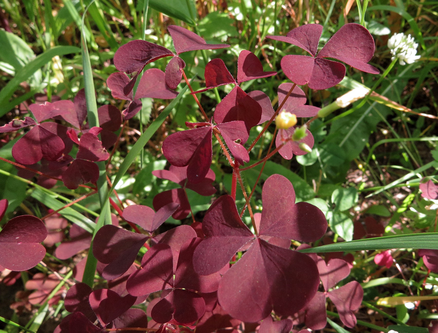 Изображение особи Oxalis stricta.