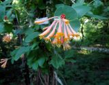Lonicera × brownii. Побеги цветущего растения ('Dropmore Scarlet'). Москва, Филиал Ботсада МГУ \"Аптекарский огород\". 03.06.2014.