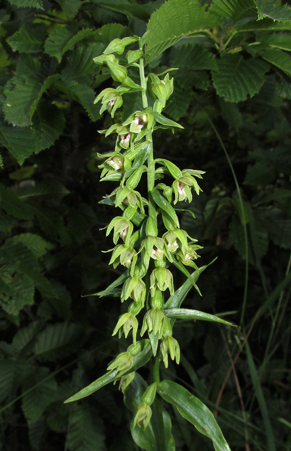 Image of Epipactis persica specimen.