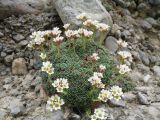 Saxifraga alberti