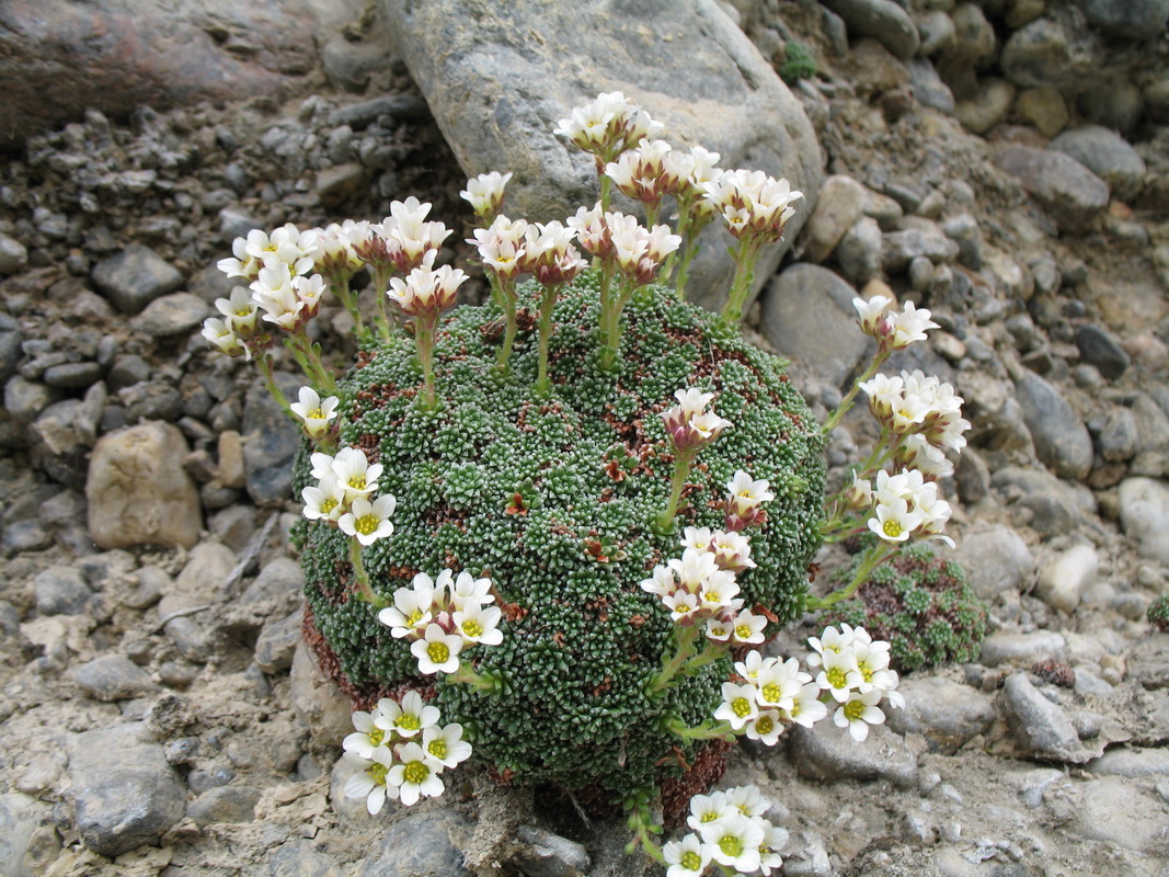 Изображение особи Saxifraga alberti.