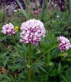 Valeriana sambucifolia. Соцветия. Кольский п-ов, Восточный Мурман, Дальние Зеленцы, моренный берег губы Ярнышная. 20.07.2009.