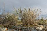 Astragalus puberulus