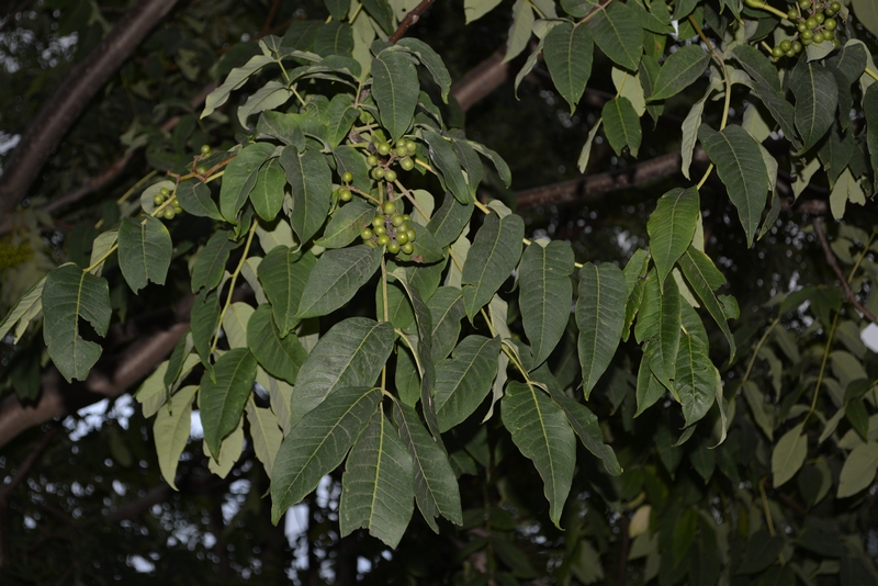 Image of Phellodendron sachalinense specimen.