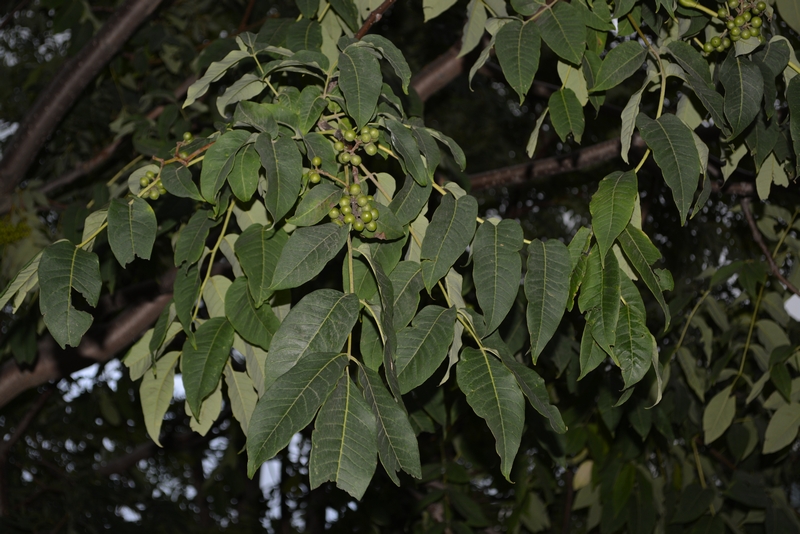 Изображение особи Phellodendron sachalinense.