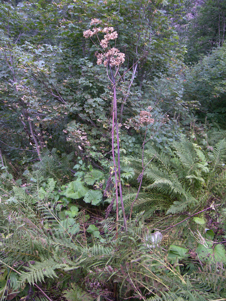 Изображение особи Angelica purpurascens.