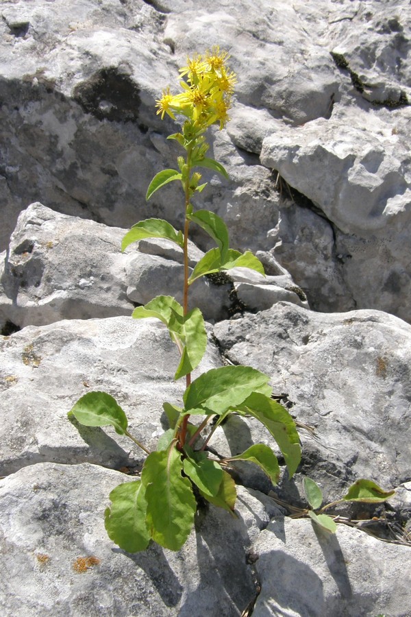 Image of Solidago virgaurea ssp. jailarum specimen.