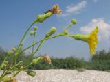 Sonchus arvensis. Верхушки побегов с нераскрывшимися, раскрывшимися и отцветшими соцветиями и сидящим клопом-солдатиком. Краснодарский край, м/о Анапа, окр. станицы Благовещенская, Кизилташский лиман, коса Голенькая, ракушечный пляж. 09.08.2014.