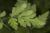 Chaerophyllum temulum. Часть листа. Крым, р-н с. Подлесное. 08.06.2014.