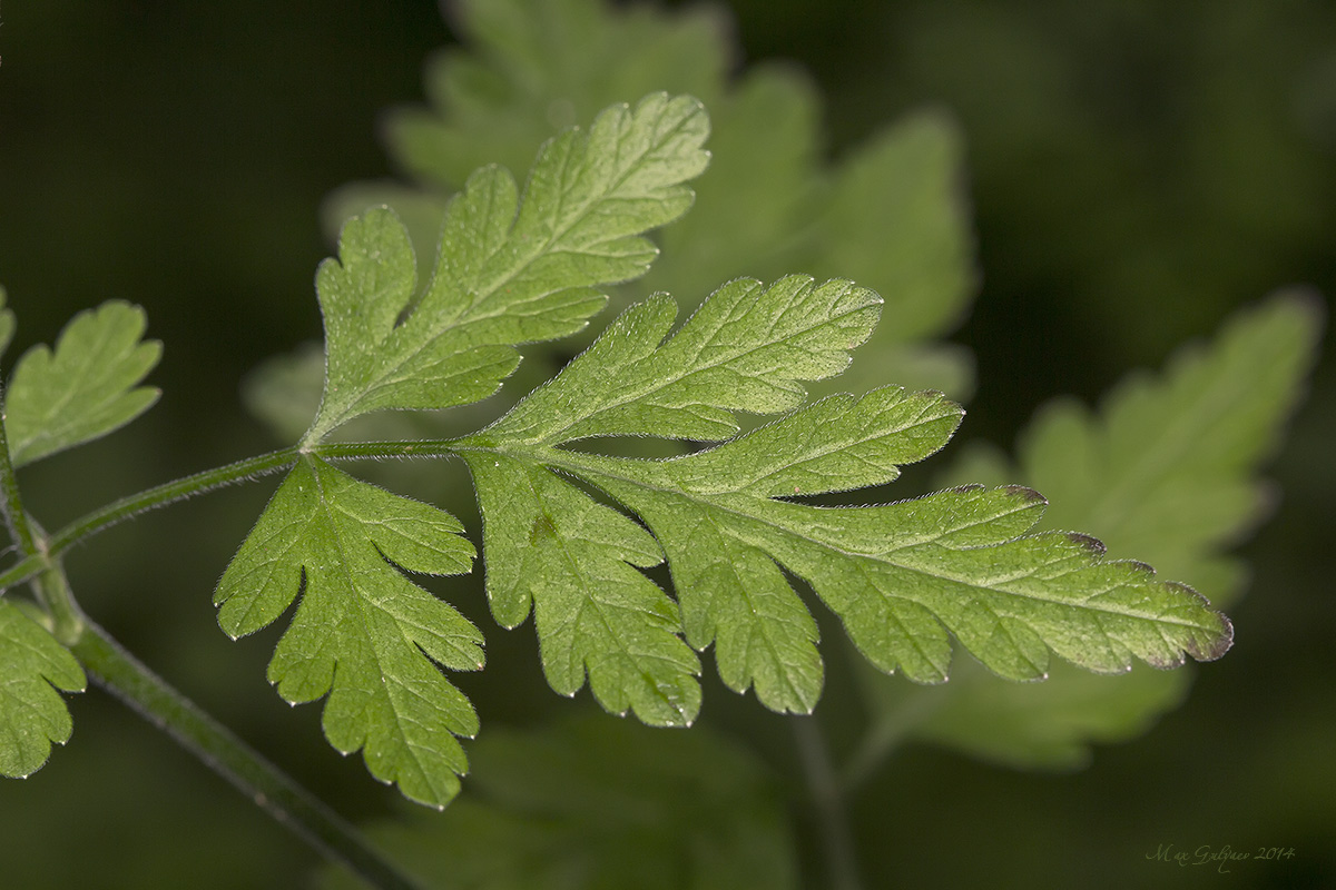 Image of Chaerophyllum temulum specimen.