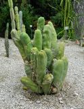 Echinopsis bridgesii. Вегетирующее растение. Италия, Падуя (Padova), Ботанический сад Падуанского университета (Orto Botanico), в культуре. Июль 2014 г.