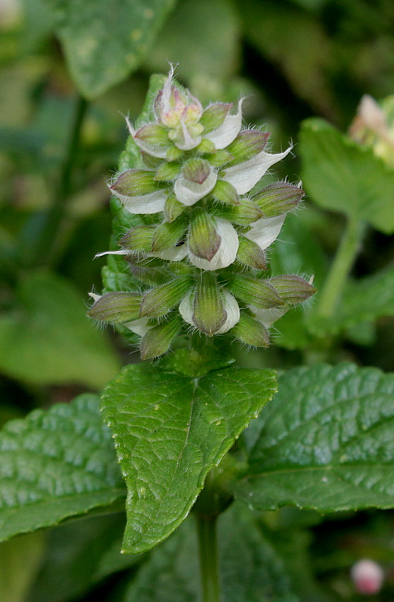 Изображение особи род Salvia.