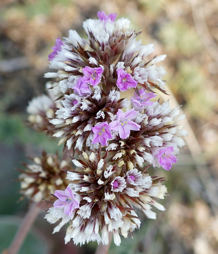 Изображение особи Goniolimon speciosum.